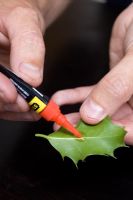 Man applying glue to holly leaf to make Christmas decoration