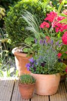 Lavandula - Lavender, Ornamental grass, Campanula and black Viola - Pansies in terracotta pot on decking in autumn