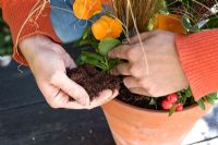 Planting Autumn Container with Carex