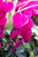 Hanging Basket with Cyclamen and Ornamental grass in autumn