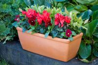 Planting Winter Windowbox - Cyclamen, Viola - Pansies