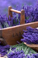 Cut Lavender in a wooden trug in a Lavender field. Somerset Lavender, England
