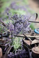 Harvesting lavender at Somerset Lavender