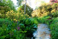 Yellow Primula prolifera, magenta Primula pulverulenta, Irises, Persicaria and other bog plants such as Lysichiton americanus, Darmera peltata and Hostas surround the stream with Acers, Rhodoendrons and scented Azaleas roundabout -  Minterne, Minterne Magna, Dorset, UK