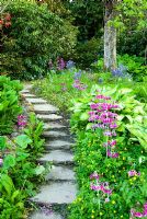 Stepping stones across stream surrounded by moisture loving plants including yellow Primula prolifera, pink Primula pulverulenta, ferns, Hostas and Hemerocallis - Daylilies with Azaleas, Rhododendrons and Palms above - Minterne, Minterne Magna, Dorset, UK
