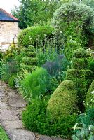 Mixed border including clipped box shapes amongst perennials and herbs including fennel, sedums, Cephalaria gigantea