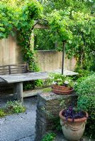 Covered seating area clothed with Vitis 'Brant'
