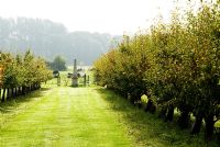 Avenue of fruit trees leading out to open farm land