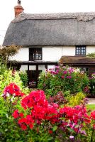 Eighteenth century thatched cottage surrounded by a wealth of flowers including phlox, dahlia, cosmos and lychnis
