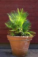 Fan palm in terracotta pot 