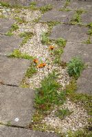 Hieracium aurantiacum - Fox-and-cubs self seeded in gravel and stone slab path
