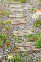 Decking slats used to make path across gravelled area with self seeded Hieracium aurantiacum - Fox-and-cubs 