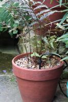 Athyrium nipponicum 'Pictum' in  terracotta pot on patio  with automatic watering system, August