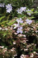 Hydrangea serrata 'Bluebird' grown in clay soil with Clematis 'Blue Angel' -  long flowering climber, July