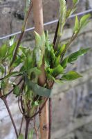 Clematis 'Royalty' - young growth in March with plastic tie and bamboo cane, new shoots grown in pot