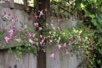 Clematis x triternata 'Rubromarginata' trained on boundary fence with wire and large screws, June