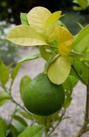 Citrus x limon 'Ponderosa'