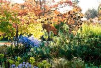 Herbaceous and grasses garden features large clumps of grasses such as Miscanthus and herbaceous plants including Euphorbias, Dahlias, Asters and Salvia uliginosa, with Cherry avenue behind colouring orange - Exbury Gardens, Exbury, Hants, UK