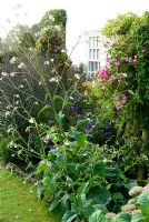 Border around the house includes Sedums, pink Clematis and tall, airy Nicotiana mutabillis - Isle of Wight, UK