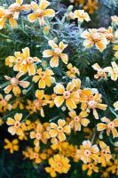 Tagetes tenuifolia 'Tessy Gold' with frost