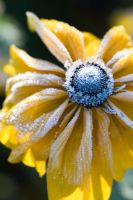 Rudbeckia hirta 'Indian Summer' with frost
