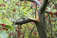 Malus - Crab apple tree with split branch caused by a combination of heavy fruit and strong winds