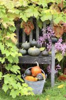 Squashes on a rustic wooden bench and in an enamel bucket, against a backdrop of Nerines and Vitis foliage in October 