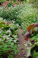 The Addison Garden - Persicaria campanulata 'Alba Group' with Rodgersia - Veddw House Garden, August. 