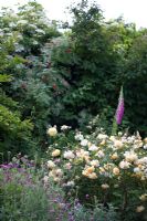 Foxgloves and roses in mixed summer border 