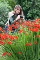 Woman visiting garden taking photograph or Crocosmia 