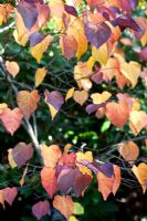 Cercis Candensis - forest pansy 