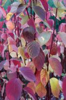 Cornus alba 'Sibirica' glowing in Autumn sunlight 