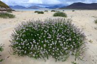 Cakile Maritima  - Sea Rocket, growing on the beach at Horgabost, Isle of Harris, Outer Hebrides with views across the Isle Taransay