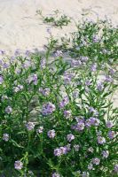 Cakile Maritima - Sea Rocket, growing on the beach at Horgabost, Isle of Harris, Outer Hebrides