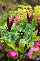Trillium chloropetalum - Wood Lily, Epimedium, hellebore orientalis, Anemone ranunculoides