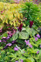Trillium chloropetalum - Wood Lily, Epimedium, Corydalis, hellebore orientalis, lilium