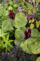 Trillium chloropetalum - Wood Lily, Epimedium, Corydalis ,hellebore orientalis