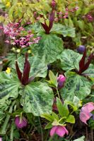 Trillium chloropetalum - Wood Lily, Epimedium, Corydalis, hellebore orientalis