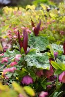 Trillium chloropetalum - Wood Lily, Epimedium, Corydalis, hellebore