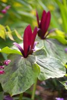 Trillium chloropetalum - Wood Lily, Epimedium