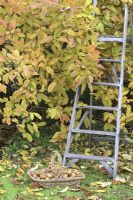 Mespilus germanica - Medlars in a basket and a wooden step ladder