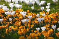 Yellow and white Crocus on a meadow