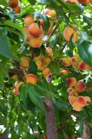 peaches on tree peach tree in large pots grown in greenhouse