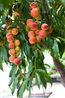 peaches on tree peach tree in large pots grown in greenhouse