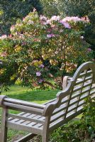 Wooden bench next to old Rhododendron 