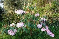 Old pink Rhododendron