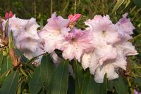Old pink Rhododendron 