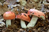 Russula nobilis - Beechwood Sickener, fungi on woodland floor