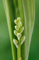 Convallaria majalis 'Variegata' - Lily of the Valley, first leaves and buds appearing on young plant, April