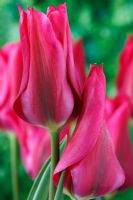 Tulipa 'Doll's Minuet' - Tulip, Viridiflora Group, April